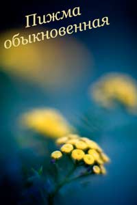 тройчатка эвалар - пижма обыкновенная тройчатка эвалар - пижма обыкновенная